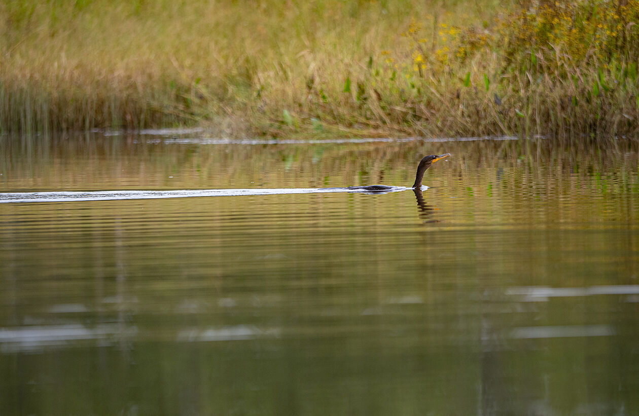 Cormorant